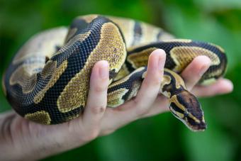 hold ball python in hand