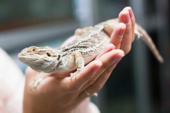 hold pet bearded dragon in hands