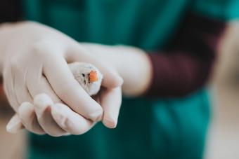 Zebra finch in veterinarian hands