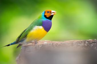 A colourful Gouldian finch bird feeding on a seed