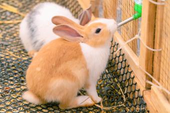 Rabbit drinking water from pet feeding water bottle in the cage