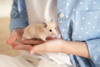 White syrian hamster eating cheese