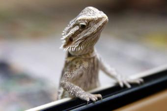 Bearded Dragon looks out from its tank