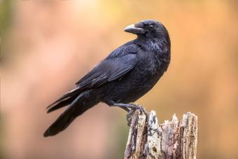 Crow perched on tree trunk