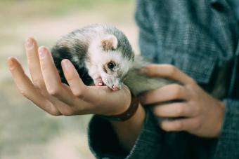 Ferret Biting hands of a person