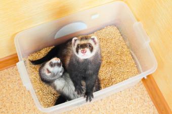 Ferrets using litter box