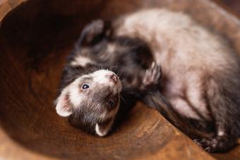 Ferret Rolling on His Back
