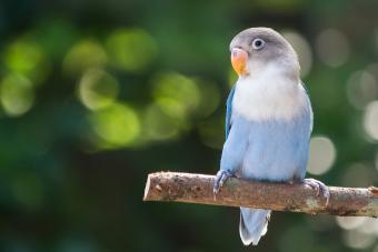 Blue lovebird standing on the perche