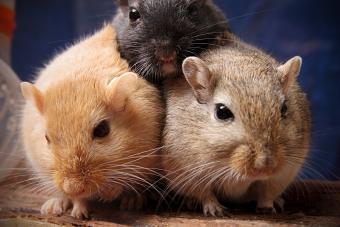 Three gerbils relaxing together