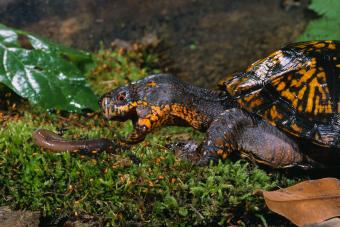 Eastern Box Turtle Preying on a Worm