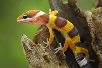 Orange gecko lizard