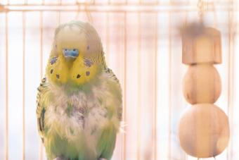 Domestic budgy parrot in cage with a health problem