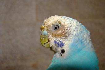 Bird with sinusitis and inflammation of the nose