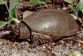 Eastern Mud Turtle
