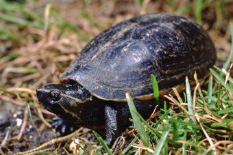 Striped Mud Turtle