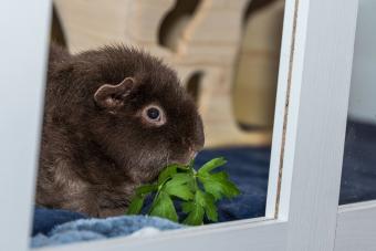 Guinea pigs while eating