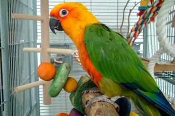 Jenday Conure in bird cage