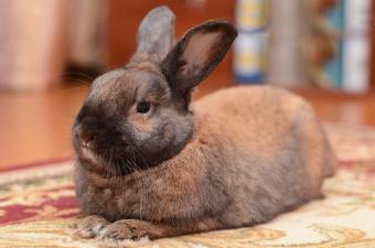 pet brown rabbit sitting on rug