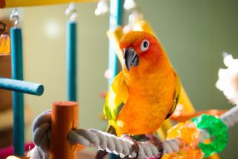 Sun conure cage