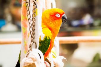 Sun Conure sleeping on the perch