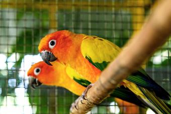 Pair of Sun Conure parrots Perching On Branch In Birdcage.