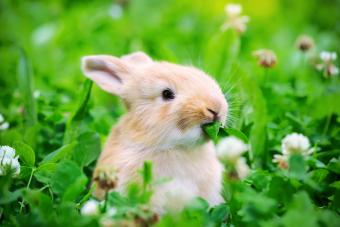 Little rabbit eating in green grass