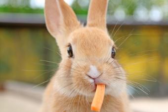 Rabbit eating carrot