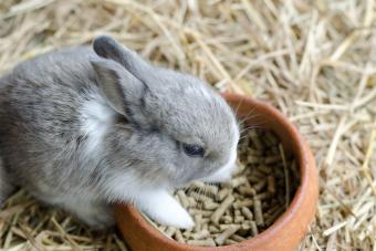 Gray rabbit on hayloft eating food