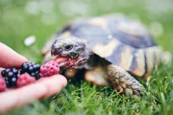 Raspberry And Blackberry For Home Turtle