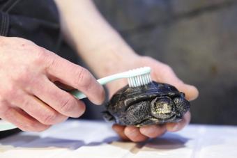 Man uses toothbrush to clean the shell of a European pond turtle
