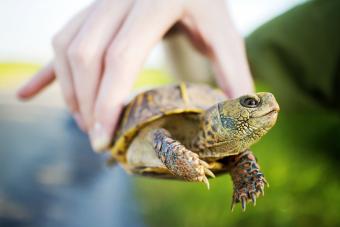 https://cf.ltkcdn.net/small-pets/images/slide/304657-850x567-baby-box-turtle.jpg