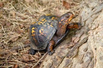 https://cf.ltkcdn.net/small-pets/images/slide/304661-850x566-box-turtle-climbing.jpg