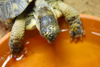 https://cf.ltkcdn.net/small-pets/images/slide/304665-850x567-box-turtle-drinking-water.jpg