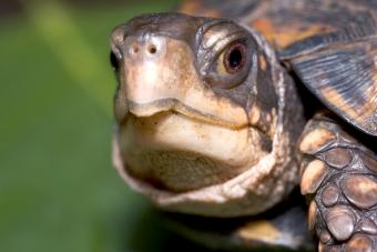 https://cf.ltkcdn.net/small-pets/images/slide/304666-850x566-box-turtle-face.jpg