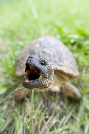 https://cf.ltkcdn.net/small-pets/images/slide/304667-567x850-angry-box-turtle.jpg
