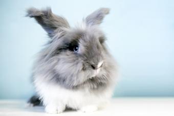 Lionhead rabbit with blue eyes