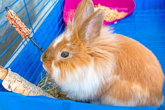 Domestic rabbit the Lionhead eats a treat for rodents