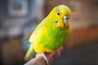 green and yellow parakeet