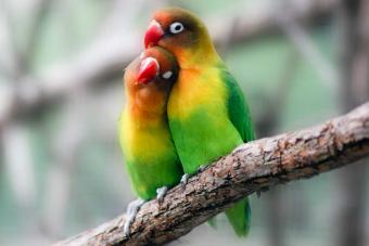 pair of lovebirds
