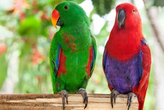 male and female Eclectus parrots