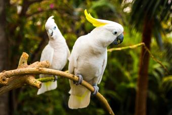 two cockatoos