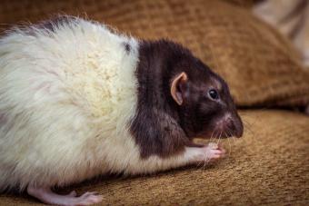 rex rat