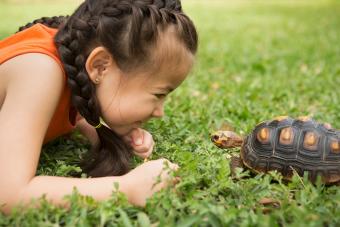 A girl lying on the grass looking at a tortoise