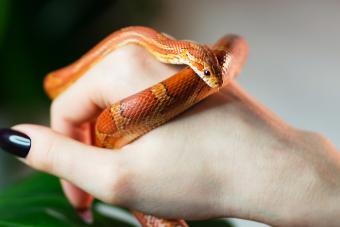 Corn snake wrapped around woman hand