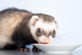 A domestic ferret eating