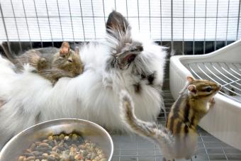 Chipmunks And Rabbit In Cage