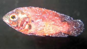 1.5 inch red oscar with ich