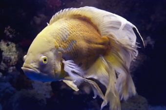 https://cf.ltkcdn.net/small-pets/images/slide/304887-850x566-longfinnedalbinooscar.jpg