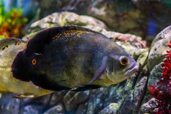 https://cf.ltkcdn.net/small-pets/images/slide/304889-850x566-oscar-tiger-cichlid.jpg