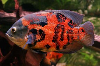 https://cf.ltkcdn.net/small-pets/images/slide/304892-850x566-colorful-tiger-oscar.jpg